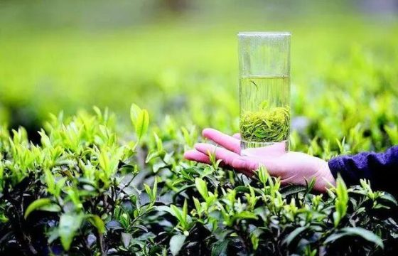 恩施玉露被评为”中国十大名茶”之一，不仅仅是因为他的工艺特别