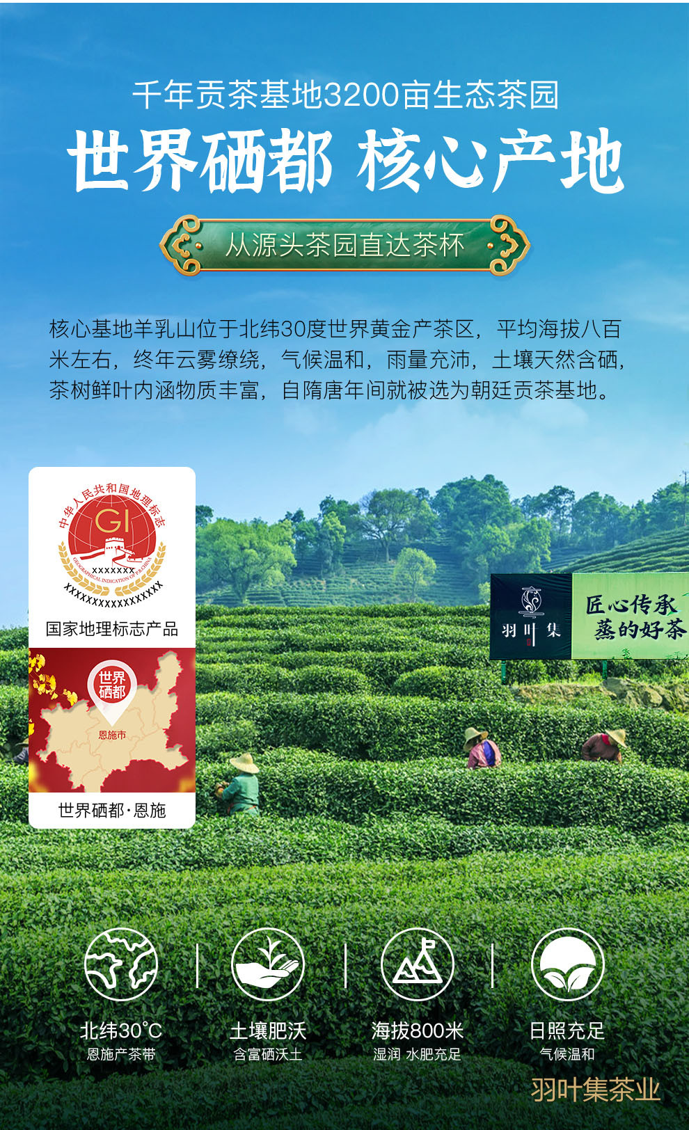 羽叶集恩施玉露明前一级早春绿茶恩施硒茶蒸青口粮茶羽颂100g