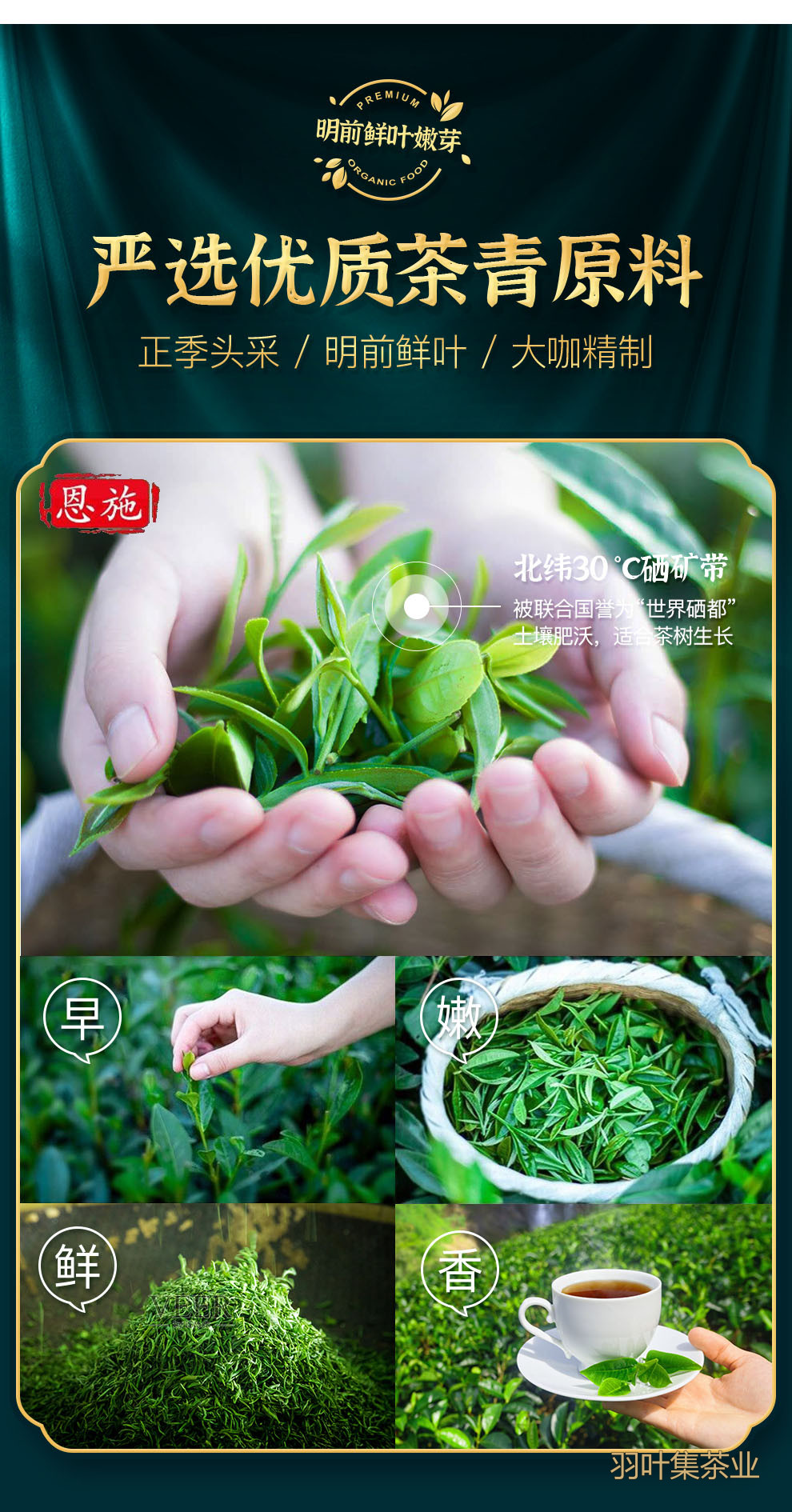 羽叶集恩施玉露明前一级早春绿茶恩施硒茶蒸青口粮茶羽颂100g