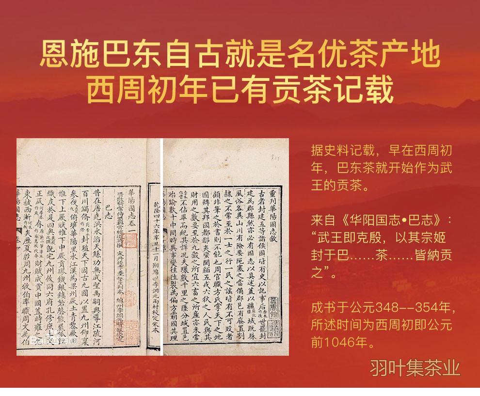 羽叶集恩施玉露早春绿茶高山羽叶集恩施硒茶蒸青茶叶自己喝口粮茶冷泡茶罐装100g