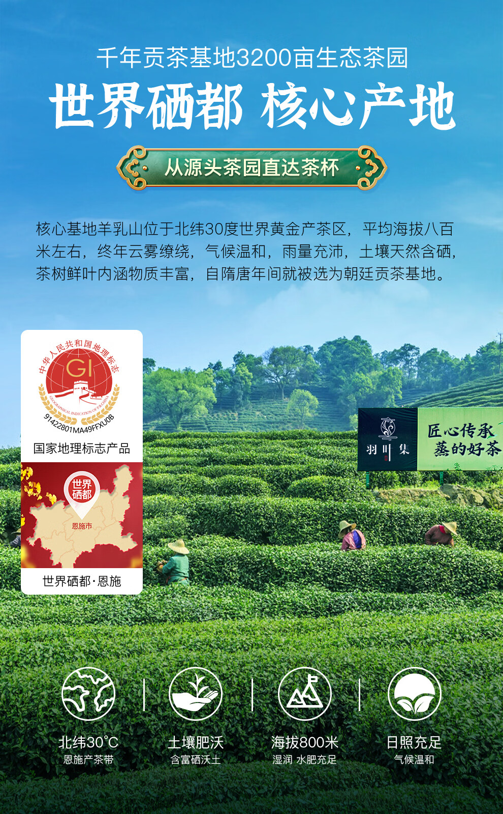 恩施玉露明前头采蒸青绿茶恩施硒茶茶叶礼盒中秋节国庆节礼物送长辈240g