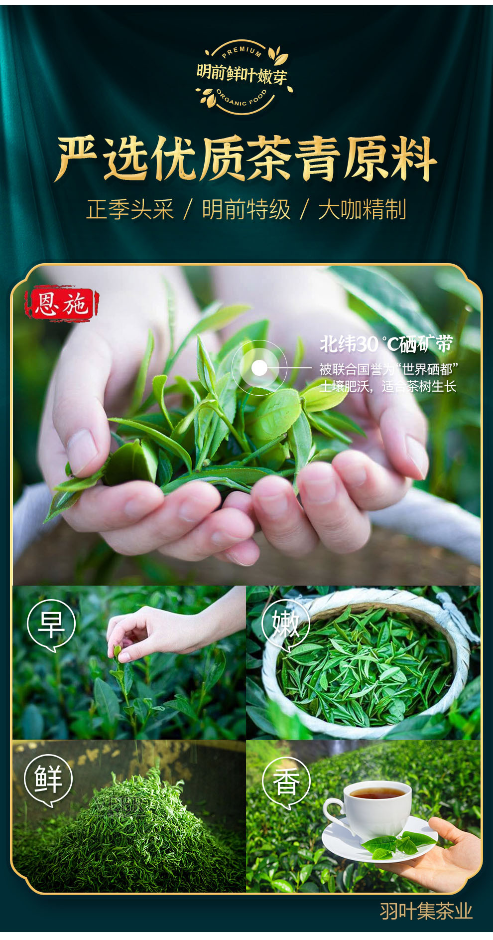 恩施玉露明前特级蒸青绿茶羽叶集恩施硒茶冷泡茶口粮茶叶自己喝办公茶100g
