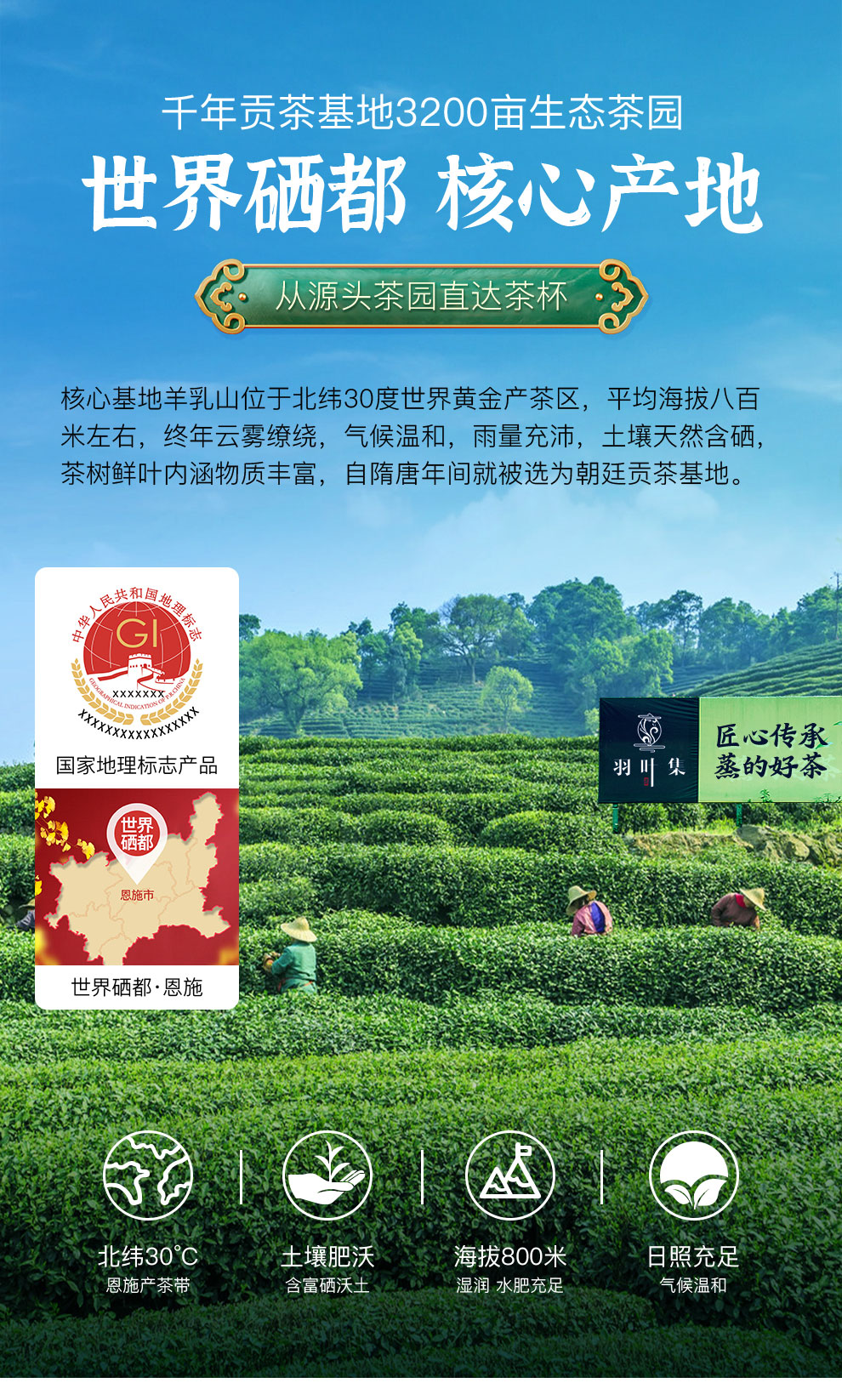 羽叶集恩施玉露绿茶茶叶 羽叶集明前头采春茶礼盒中秋节送礼国庆节送长辈200g