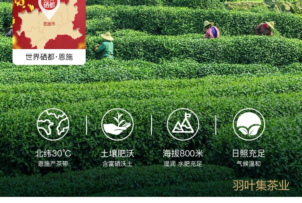 羽叶集恩施玉露明前特级头采绿茶羽叶集茶叶礼盒 中秋节送礼国庆节送长辈200g