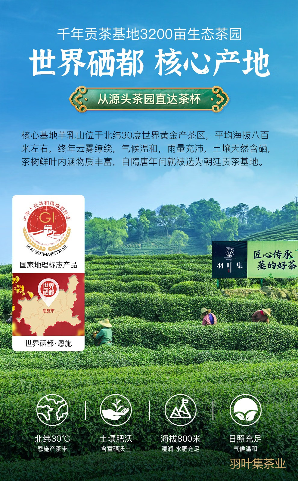 羽叶集恩施硒茶炒青绿茶自己喝口粮茶中秋节国庆节送礼500g