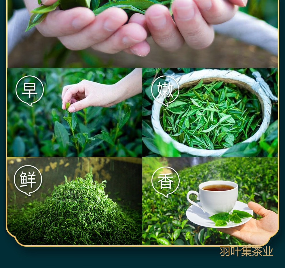 羽叶集恩施玉露明前特级头采绿茶羽叶集茶叶礼盒 中秋节送礼国庆节送长辈200g