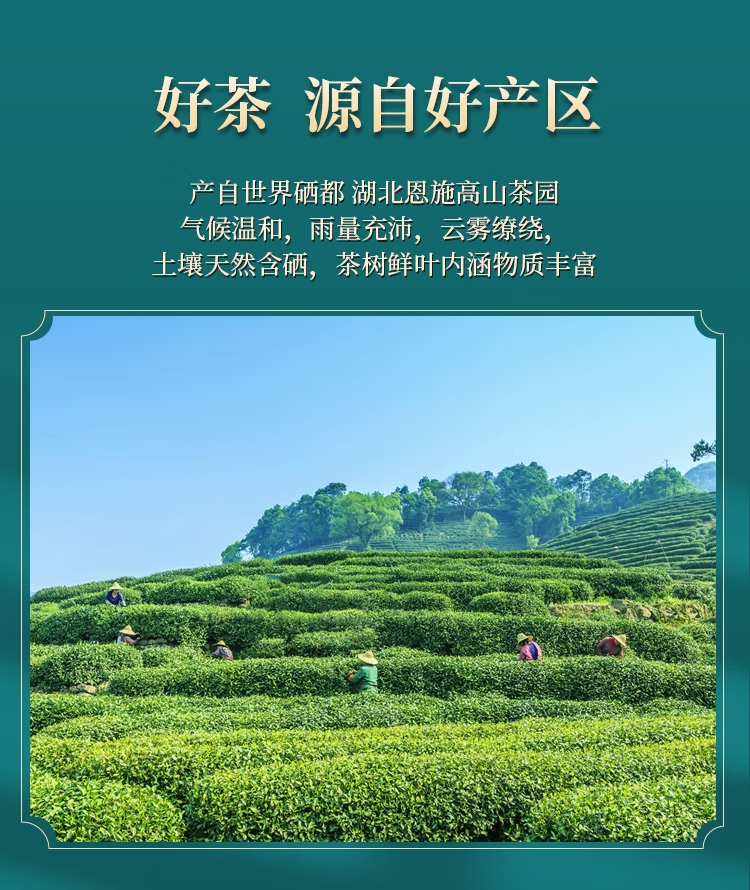 羽叶集明前恩施玉露伴手礼羽雅200
