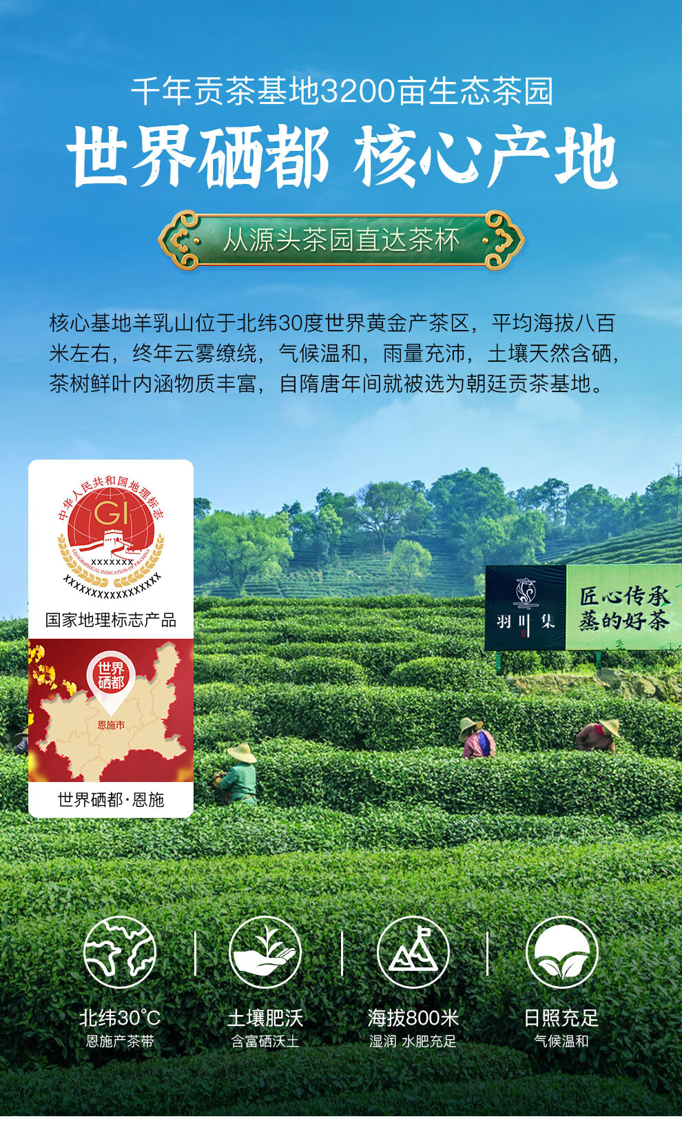 羽叶集尊品恩施玉露利川红组合装东湖2018