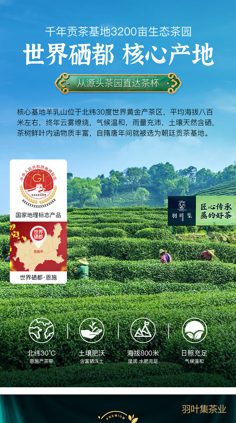 羽叶集恩施玉露明前头采特级硒茶羽叶集蒸青绿茶茶叶礼盒中秋节国庆节送长辈200g