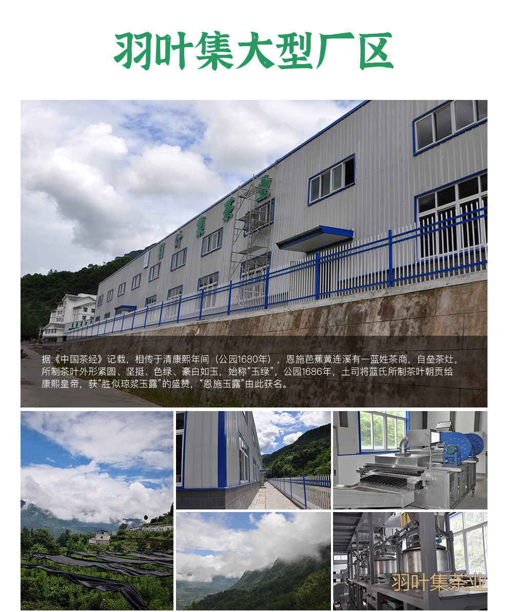 羽叶集明前特级恩施玉露独立小袋装T90