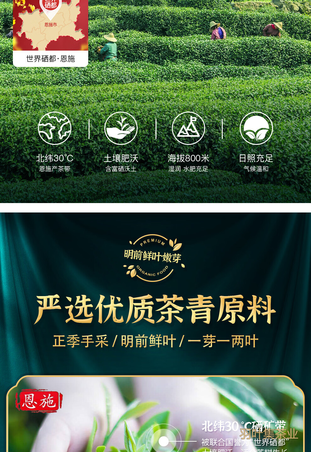 羽叶集恩施玉露明前蒸青绿茶恩施硒茶羽叶集茶叶礼盒中秋节教师节礼物送老师320g