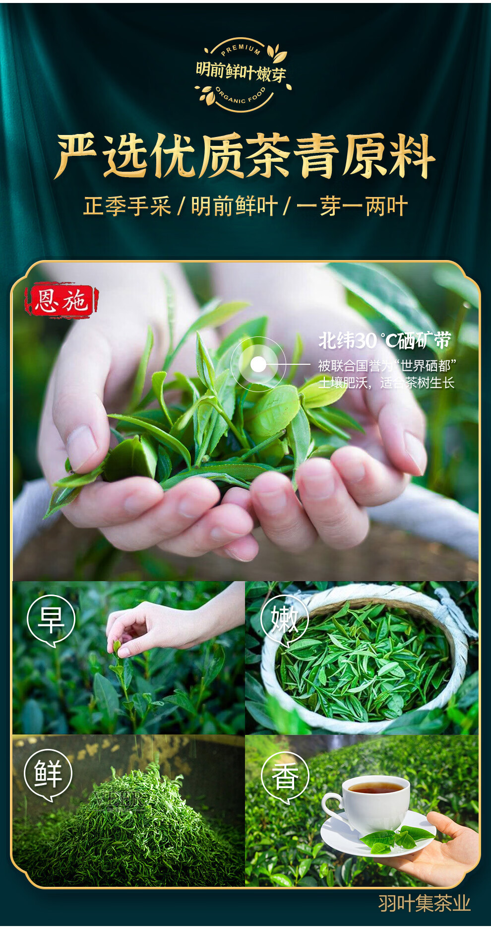 羽叶集明前恩施玉露口粮茶羽硕500g