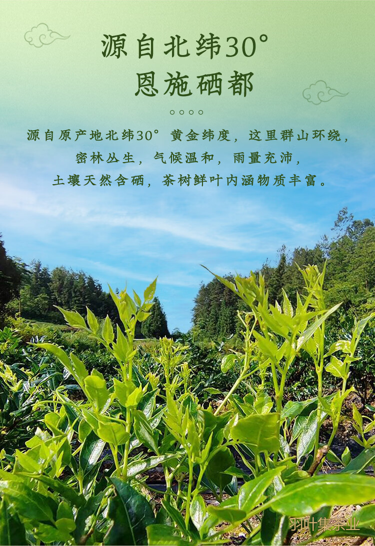 羽叶集恩施藤茶特级龙须芽尖莓茶养生茶湖北特产藤享200克
