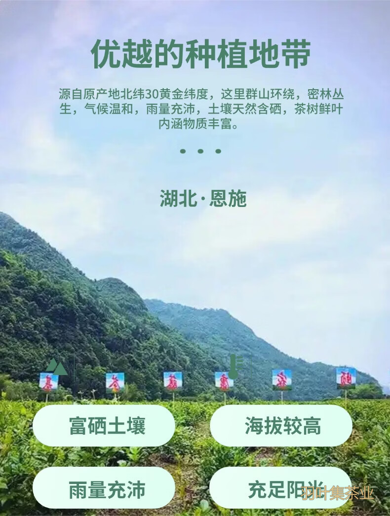 羽叶集恩施藤茶含硒茶龙须莓茶养生茶便携小罐Y30克