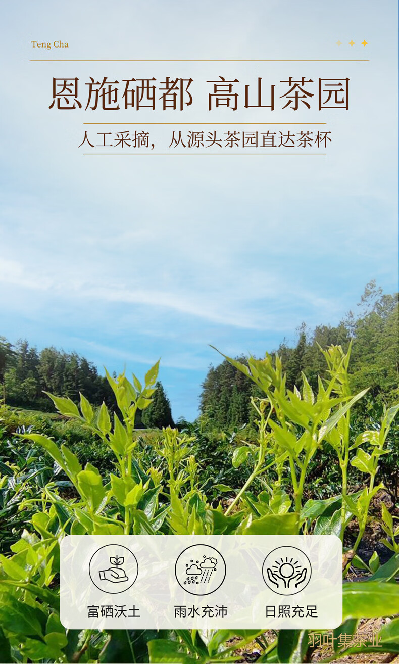 羽叶集特级龙须芽尖恩施藤茶硒茶养生茶湖北特产尊享T300克