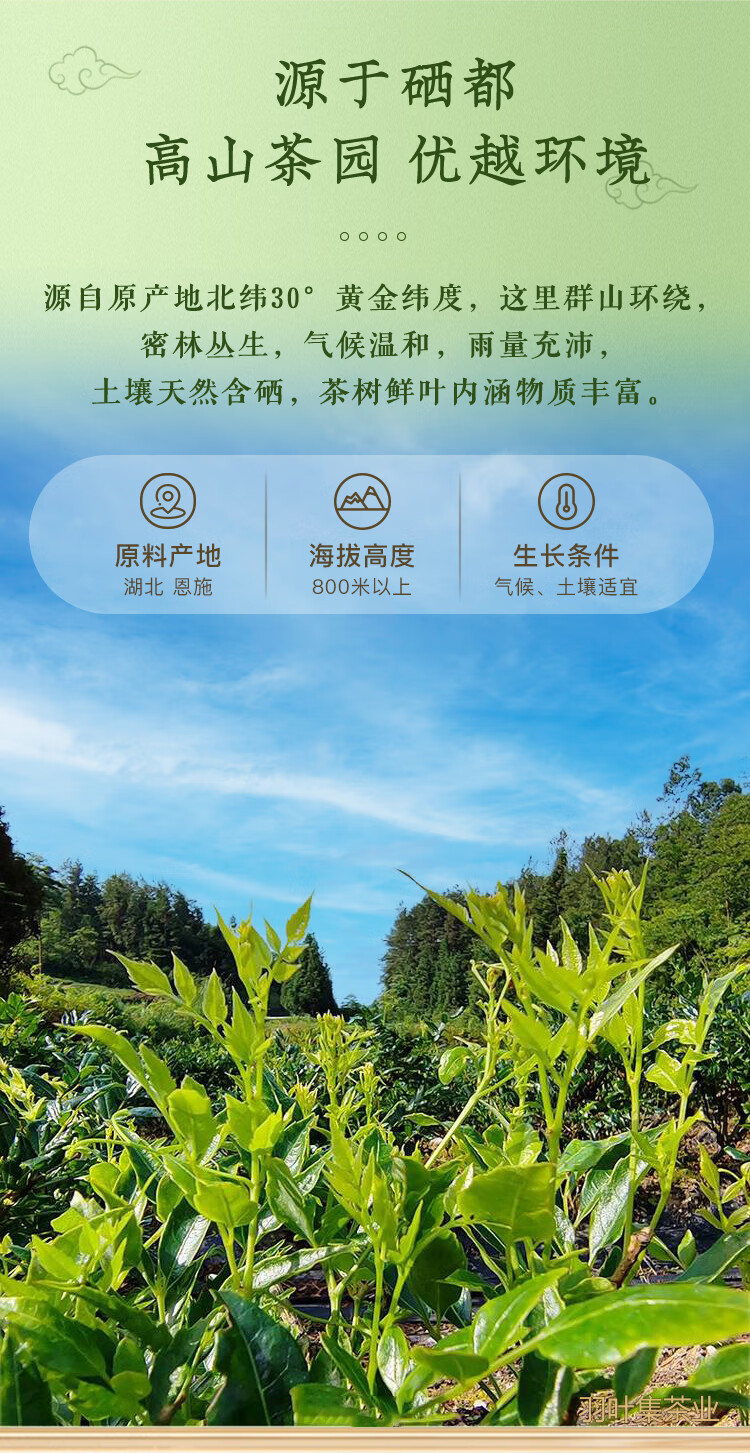 羽叶集恩施藤茶硒茶龙须芽尖养生茶口粮茶自己喝Y300克