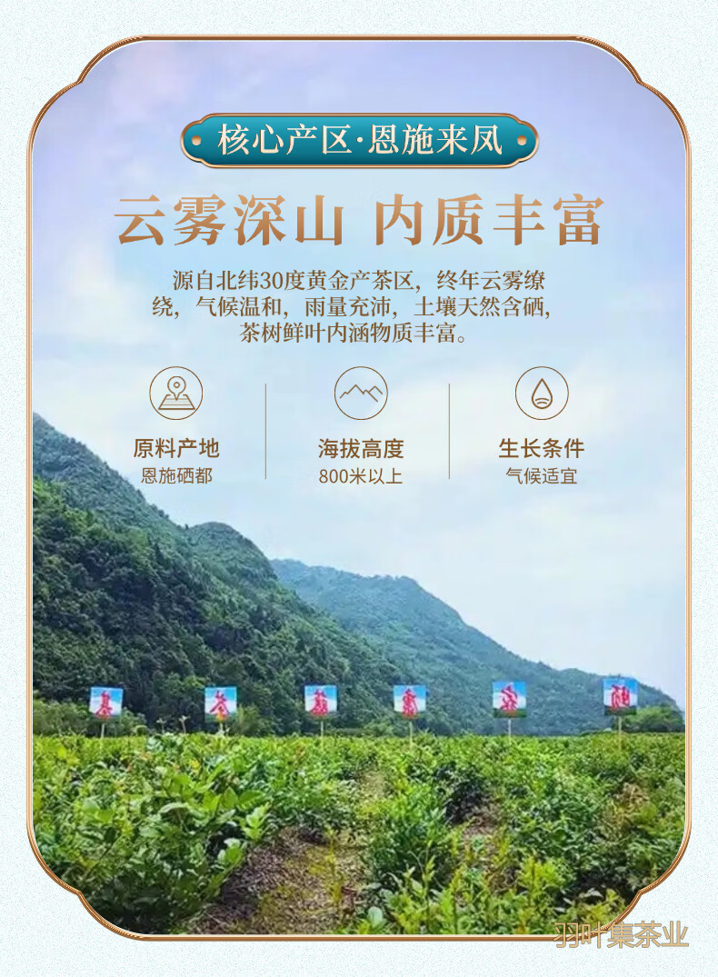 羽叶集恩施藤茶高山硒茶富含黄酮莓茶茶叶108g*2罐