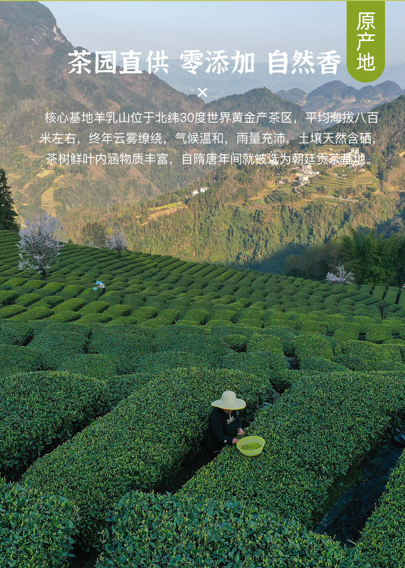 羽叶集明后恩施玉露口粮茶250g