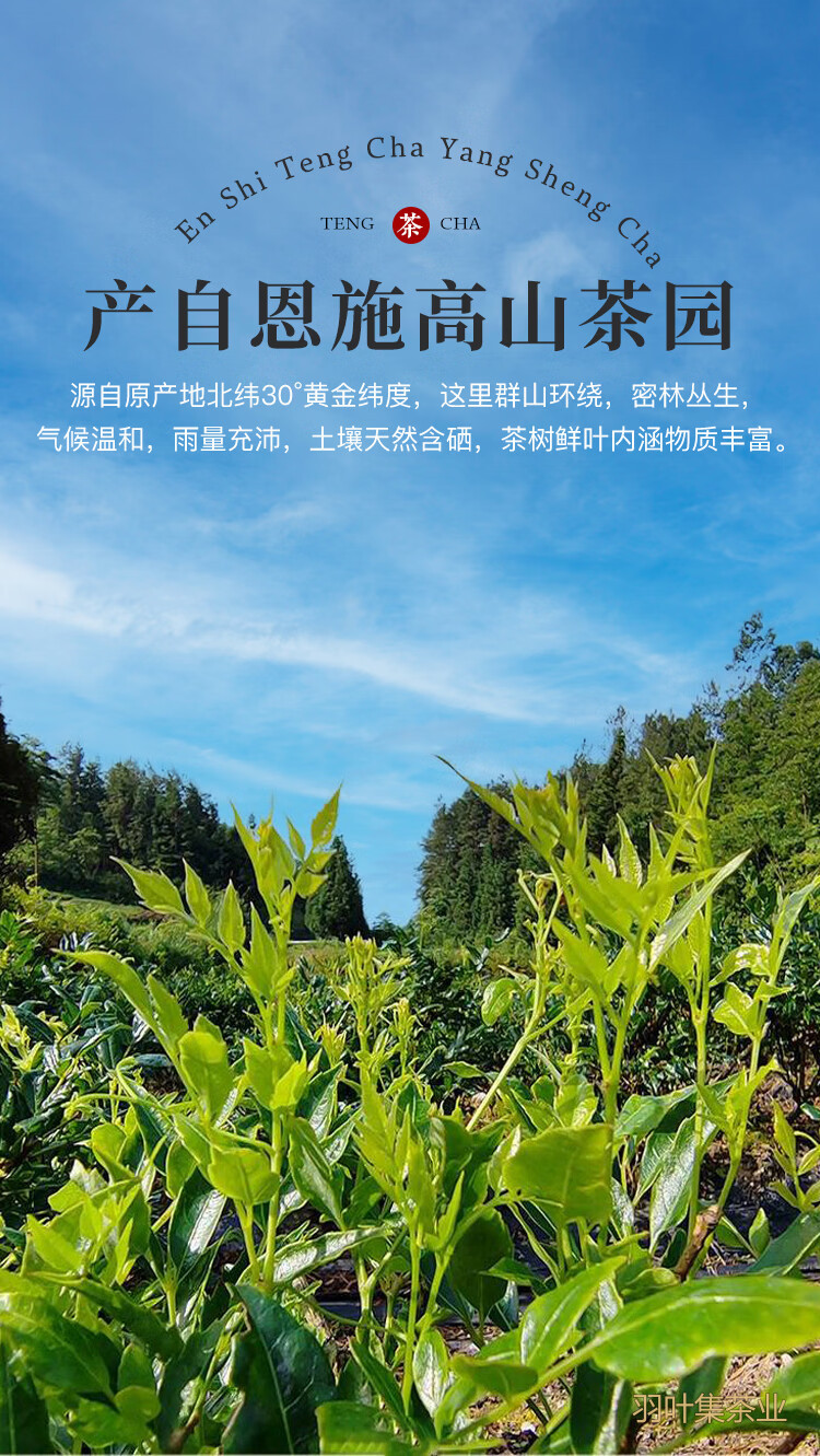 羽叶集恩施藤茶硒茶头采芽尖米芽礼盒莓茶养生茶藤禅200克