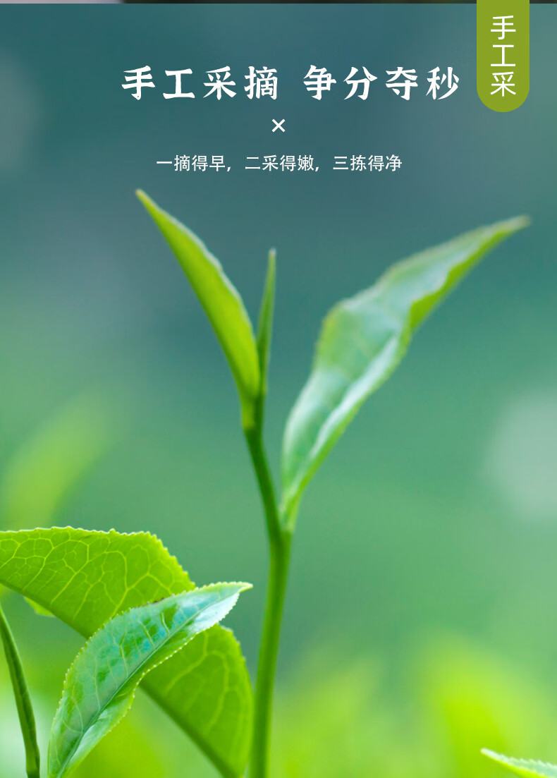 羽叶集明后恩施玉露口粮茶250g