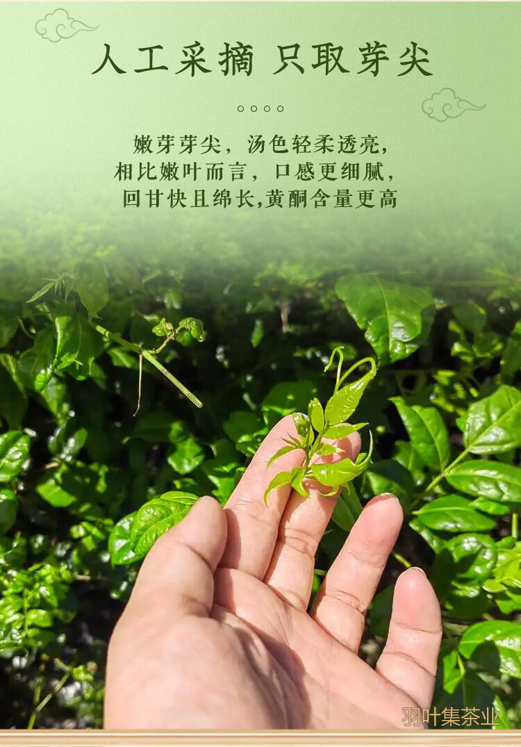 羽叶集恩施藤茶硒茶龙须芽尖养生茶口粮茶自己喝Y300克