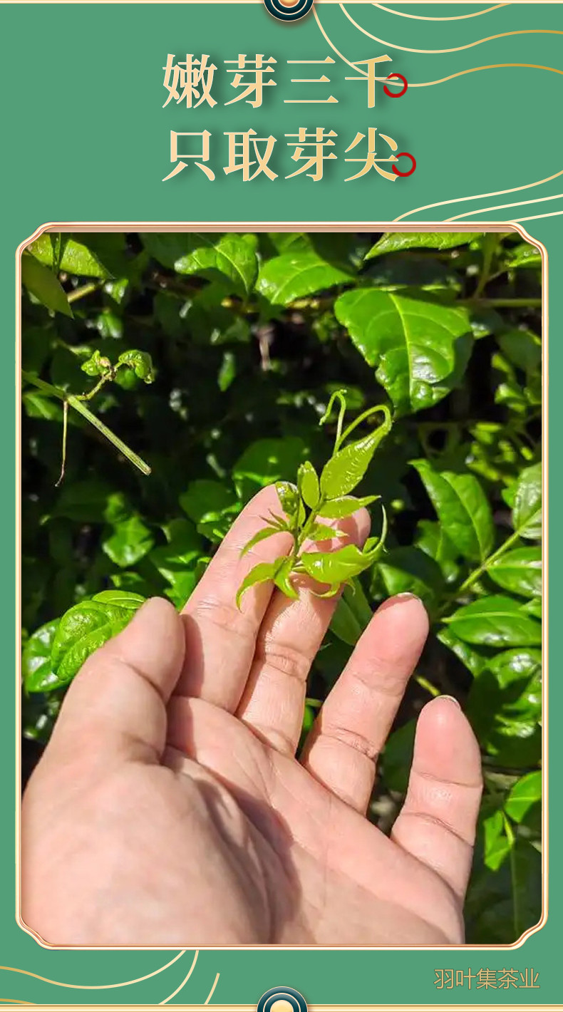 羽叶集恩施藤茶硒茶龙须芽尖莓茶养生茶节日送礼实惠口粮茶自己喝60克