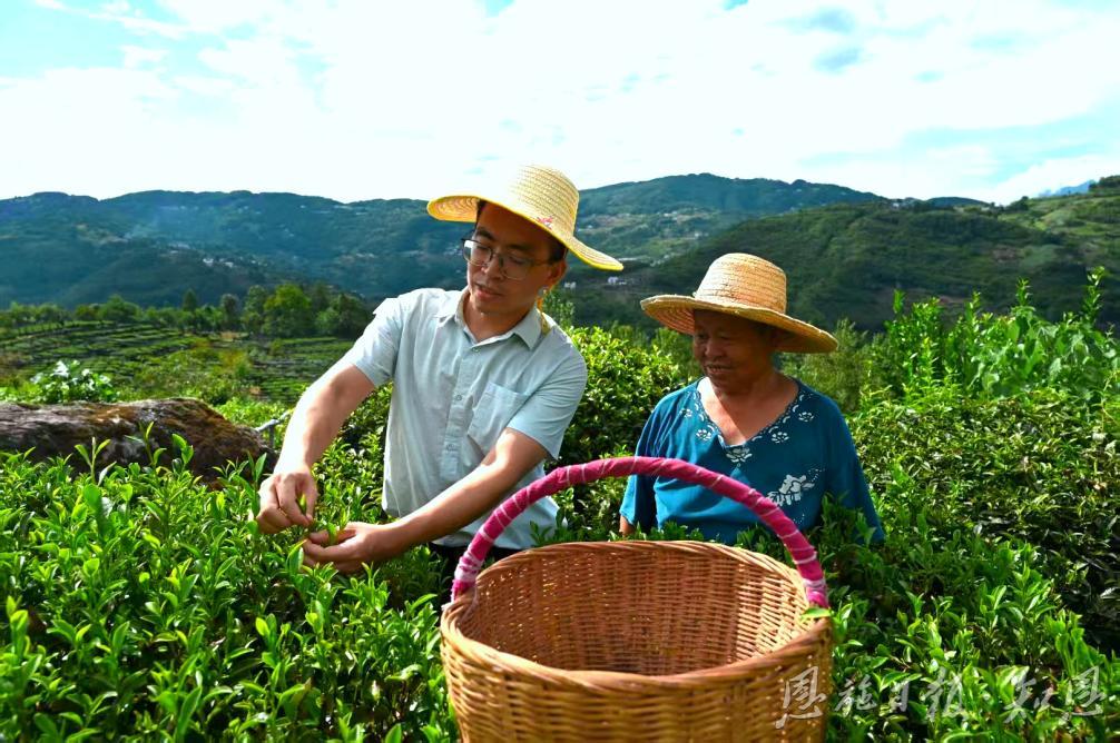 【恩施州农业农村局】一片会“飞”的茶叶——巴东能人陈代明触“网”带着茶叶乘“云”出山