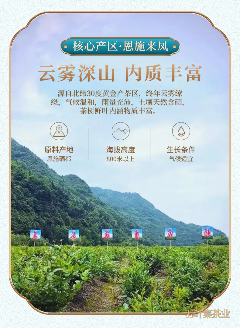 恩施藤茶60详情-3