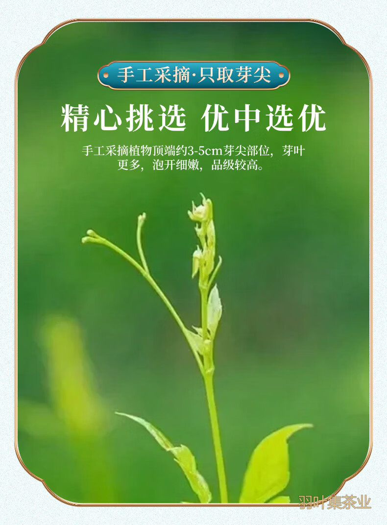 恩施藤茶60详情-4